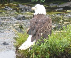 bald eagle