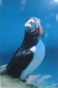 puffin with dinner