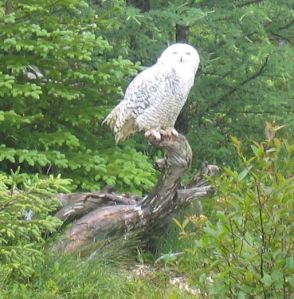 snowy owl